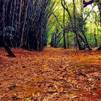 Parque Juquery & Pedreira do Dib